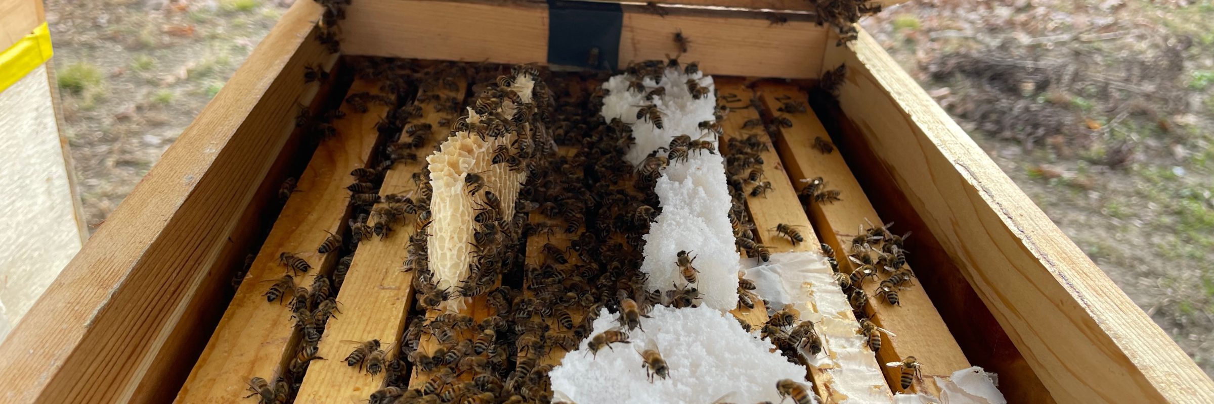 Feeding Bees in Winter