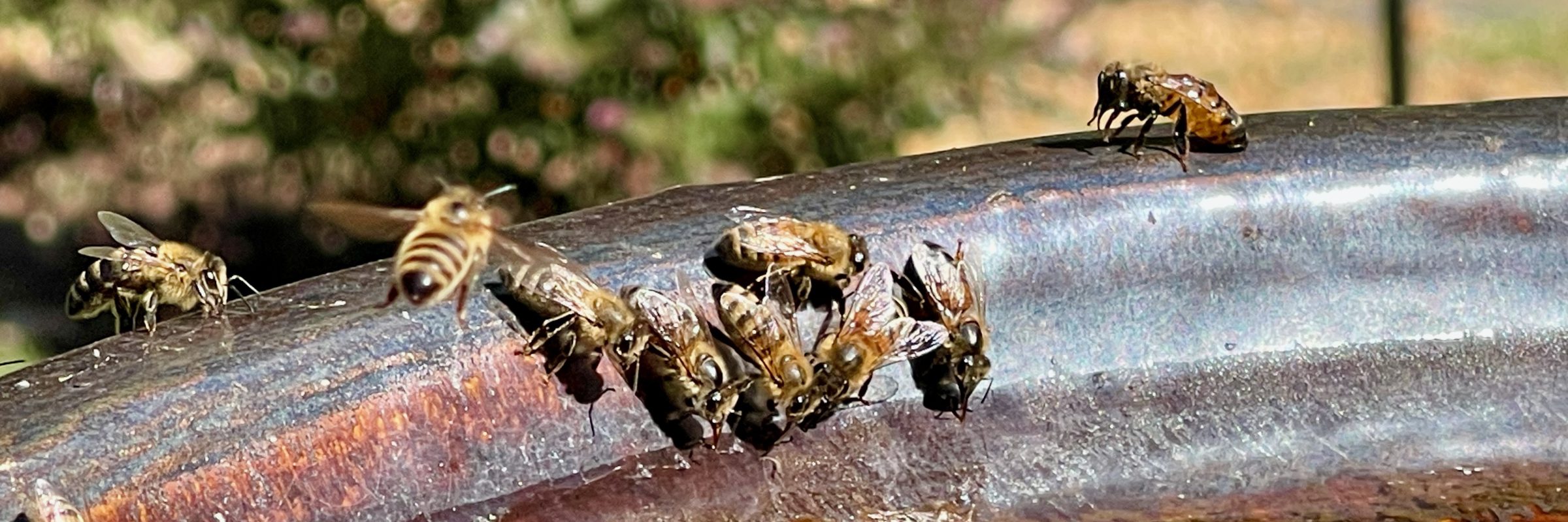 How Do Honey Bees Use Water?