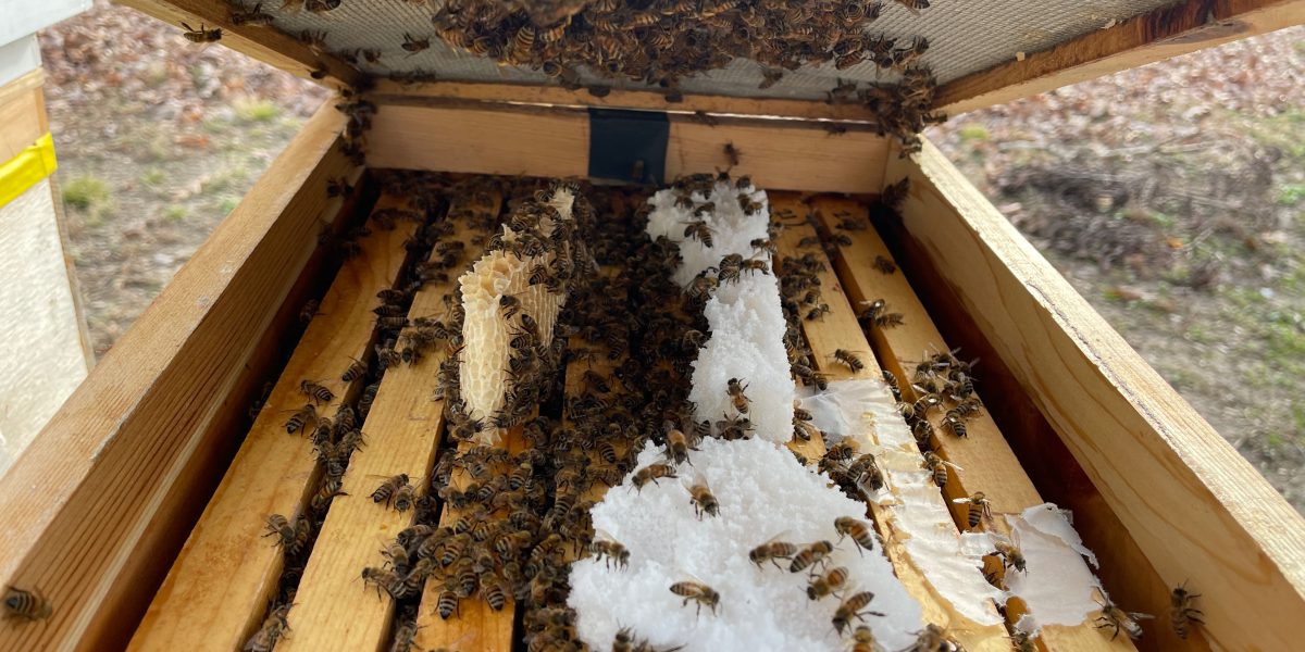 Feeding Bees in Winter