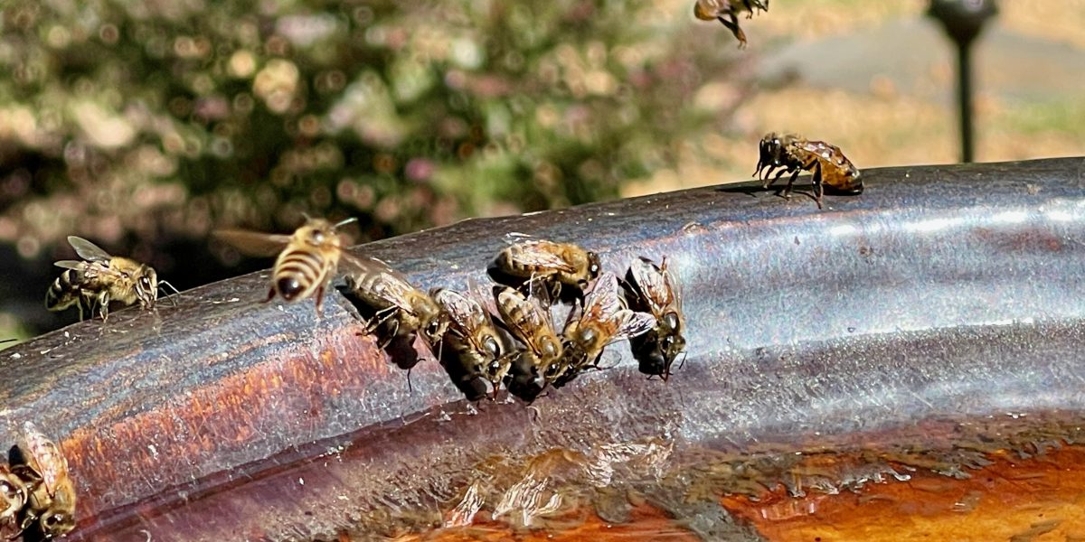 How Do Honey Bees Use Water?