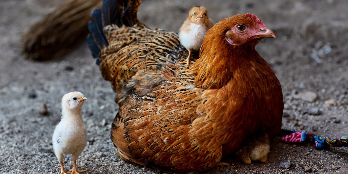 Raising Chickens