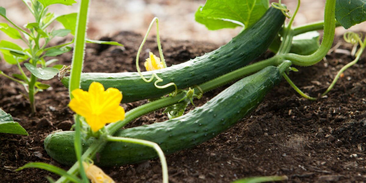 In the Garden