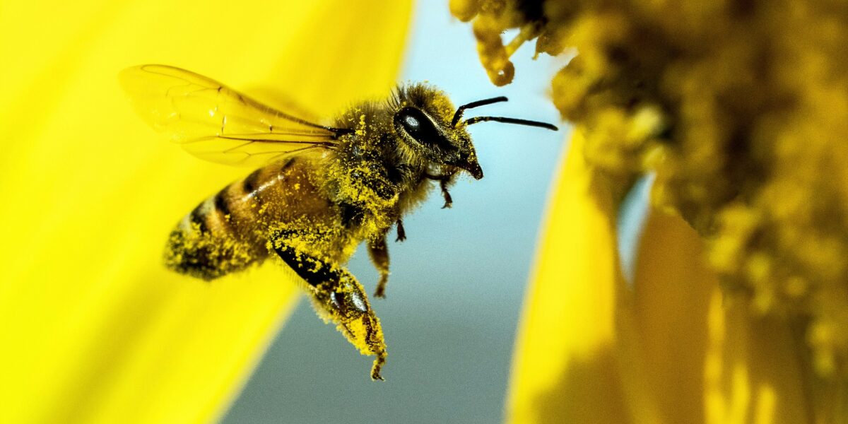 Beekeeping