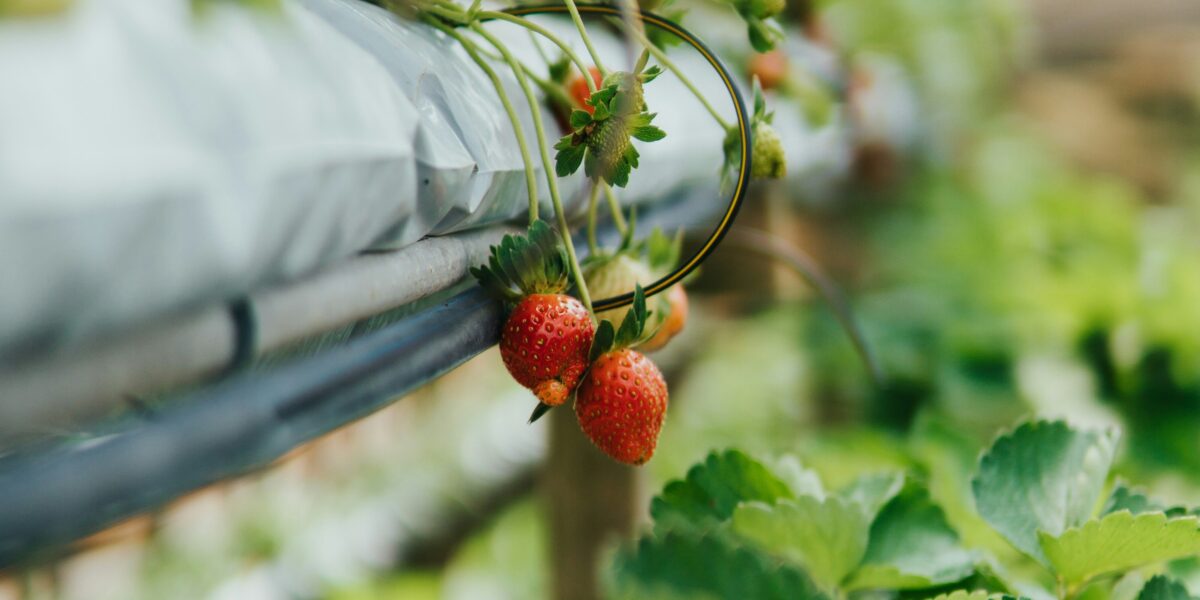 Hydroponics